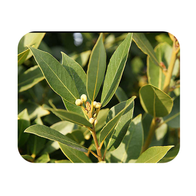 Bay Leaves
